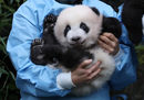 Тримесечна панда Бао Ди беше показана в зоопарка в Брюгелет, Белгия.