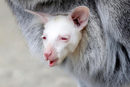 Новородено кенгуру албинос се роди в зоопарка в Дечин, Чехия.