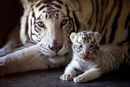 Едно от трите новородени бели бенгалски тигърчета снимано заедно с майка си в зоопарка Ла Пастора в Гуадалупе, Мексико.