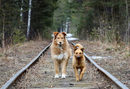 Бездомни кучета се разхождат по железопътна линия в гората на сибирската тайга край Красноярск, Русия.