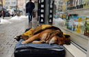 Куче спи завито с одеало в студен януарски ден.