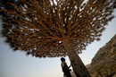 Мъж докосва драконово дърво преди да започне да събира смолата му. Драконовите дървета съществуват единствено на остров Сокотра, който е част от Йемен. <a href="https://www.dnevnik.bg/photos/2019/04/25/3419181_fotogaleriia_ostrov_sokotra_-_putuvane_do_zemiata/" target="_blank">Остров Сокотра се счита за едно от най-изолираните и красиви места на планетата. На острова съществуват над 700 ендемични видове разстения и животни, които се срещат само там.</a>