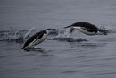 Двойка пингвини плуват близо до Остров Хамък, Антарктида.
