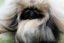 Пекинез на име Уасаби участва в изложението за кучета на Уестминстърския клуб в "Медисън Скуеър Гардън" в Ню Йорк, САЩ.