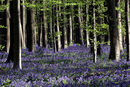 'Синята гора'' се намира в Белгия, само на 30 минути от Брюксел. Оригиналното име на гората е "Халеброс", но заради невероятния синьо-лилав растителен килим повечето местни хора я наричат ''Синята гора''.<br /><br />Цветът се получава от съвкупността на милионите малки цветчета на дивите камбанки, които растат в гората.<br /><br />Цветята цъфтят през пролетта, в периода април-май и привличат много туристи, но тази година гората ще остане празна.