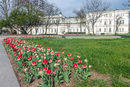 Сега лалетата цъфтят в пълния си блясък в градинската между Народното събрание и Софийския университет. Разбира се, в бяло, зелено, червено като българското знаме и във форма, която напомня роза.