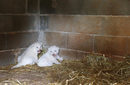 Две бели лъвчета се родиха в зоопарк "Пафос" в Пея, Кипър.