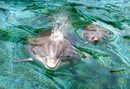 Делфинче на 10 дни плува с майка си в парк Маринеланд в Антиб, Франция.