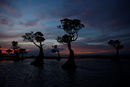 Мангрови дървета на плаж в Индонезия.