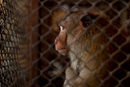 В тайландската провинция Лопбури започна годишната кампания по кастрация на стотици маймуни. По този начин се контролират все по-агресивните животни, от които се оплакват жителите на града.<br /><br />Този ход на властите има подкрепата на местните. От няколко години Министерството на природните ресурси и околната среда ръководи кампанията.<br /><br />Жителите, живеещи в окръг Муанг, се възмущават от поведението на маймуните. Въпреки популярността си сред туристите, те стават все по-лоши към местните жители.