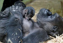 Бебе горила заедно с майка си Мамбеле в зоологическата градина в Антверпен, Белгия.