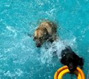 "Дубайското лято е горещо, кучетата искат да плуват, искат да се забавляват. А няма много места, подходящи за животните, където да могат да отидат и да се насладят на водата, така че беше време да създадем воден парк, посветен на домашните любимци", казва служител в аквапарка.