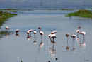 Преди осем години повишаването на нивото на водата в езерото Накуру в Кения прогони розовите фламинго, които привличаха посетители в парка. Рейнджърите казват, че тяхното изчезване е предизвикало спад в броя на туристите в Националния парк Накуру.<br /><br />Сега те се върнаха, а с тях и започна и постепенно възстановяване в района, силно зависим от туристическите приходи.<br /><br />Управата на парка още не може да даде числа, но през 2011 г. са го посетили четвърт милион души, повечето за да видят фламингите.