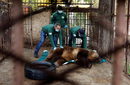 Мечето Теди от зоопарк в Северна Македония ще е най-новият обитател в Парка за танцуващите мечки край Белица. До тук се стига, след като е установено, че то живее в лоши условия в зоологическата градина в град Щип.