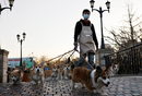 Служител на кафене Corgi разхожда шест кучета на паркинг в Пекин, Китай.
