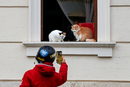 Мъж прави снимка на котки, седнали на прозорец в Рим, Италия.
