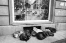 "София, есента на 1999 година. Кучета до витрина за обувки пред Халите. В страната всичко е изхарчено предварително, кучетата не могат да разчитат на стопаните си за храна и за отопление. Нощем ходят на глутници по улиците без осветление, денем се топлят по вентилационни шахти. Расови кучета, станали бездомни, гладни, както народа ни по това време", коментира авторът Иван Пастухов.