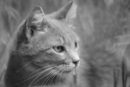 Портрет на сива дворна котка с капки мляко по мустака, криеща се в пролетните треви на двора.
