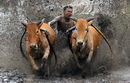 Мъж пришпорва кравите си в Танах Датар, провинция Западна Суматра, Индонезия.