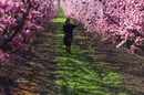 <a href="https://www.dnevnik.bg/photos/2021/03/16/4186104_fotogaleriia_ispanska_prolet_v_rozovo/?ref=home_photos">Плодовите дървета в Айтона в испанската каталунска провинция Лерида цъфнаха с наближаването на пролетта.</a><br /><br />Овощните градини, разположени на 8500 хектара площ, се превръщат в конкуренция на известния японски сезон на вишневия цвят.