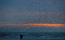 Ято птици над плаж в Блекпул, Великобритания.