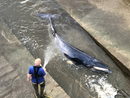 Спасители в Лондон оказаха помощ на кит, заседнал в Темза.