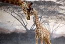 Майка жираф с нейното малко в зоопарк във Франция.