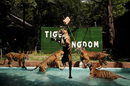 Тигър скача в басейн в зоопарка Tiger Kingdom в Пукет. .От 1 юли чуждестранните туристи ще могат да посещават курортния остров без карантина.