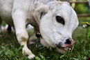 Крава джудже на име Рани, снимана във ферма в Набинагар, покрайнините на Дака, Бангладеш.<br /><br />Собственикът се надява да счупи рекорда за най-малка крава в света.