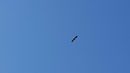 Египетският лешояд (на снимката) в полет в района на защитена зона "Котленска планина" по оперение напомня за щъркел. Отличават го по-малките размери, формата на крилата, типична за хищен вид малка глава с къс клюн, както и клиновидната опашка.