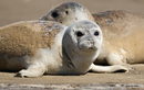 Голямото преброяване на тюлените в река Темза приключи. За годишното си проучване учените използват лодки и дронове, за да следят животните отвисоко.<br /><br />