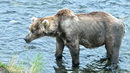 Кафява мечка стои в река в националния парк и резерват Катмай в Аляска, САЩ