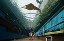 Аквариумът "Морски живот" в Сидни отново отвори врати за посетители след затихването на пандемията от COVID-19.