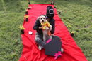 Събитието започва преди повече от три десетилетия като кампания за набиране на средства за кучешката част на площад "Томпкинс" и се превръща в това, което CNN нарича "най-големият конкурс за кучешки костюми за Хелоуин в света".