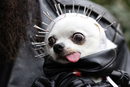 За поредна година кучетата в Ню Йорк участваха в 31-ия годишен парад за Хелоуин на площад Томпкинс.