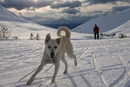 Куче тича по трасе за ски бягане в Аляска, САЩ.