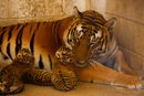 Бенгалската тигрица Талия е снимана с четирите си новородени малки в зоологическата градина "Сан Хорхе" в Сиудад Хуарес, Мексико.