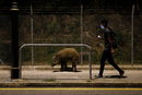 Мъж минава покрай диво прасе, след като правителството обяви, че ще хване и умъртви всички диви прасета, открити в градските райони в Хонконг, Китай