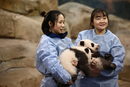 Новородени панди близнаци преди церемония по кръщаването им в зоологическата градина Бовал в Сен Анян-сюр-Шер, Франция.