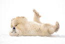 Фотограф на "Ройтерс" е успял да заснеме как се забавляват полярните мечки в централната част на Канада.