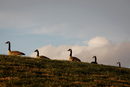 Пет канадски гъски преминават по хълм в Джърси сити, Ню Джърси.