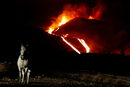 Кон на фона на вулкана Кумбре Виеха, който продължава да изригва, на Канарския остров Ла Палма, Испания.