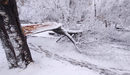 Тежкият мокър сняг счупи клони и събори дървета в София. Има няколко пострадали автомобила. Няма данни за ранени хора.