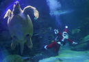 Водолаз, облечен като Дядо Коледа, плува с морска костенурка в аквариума SEA LIFE Сидни, Австралия.