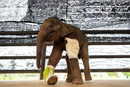 Тримесечно бебе слон, сласено от капана на ловци е подложено на медицински преглед в Чонбури, Тайланд.