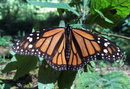 Пеперуда монарх е кацнала на клон в резервата "Ел Росарио" в Ел Росарио, щата Мичоакан, Мексико.