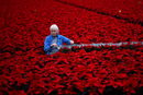 Работничка в разсадник с традиционните червени коледни цветя поансетия, които са отглеждани в продължение на шест месеца, преди да бъдат продадени на едро в Дъблин, Ирландия.