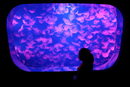 Момиче гледа медузи в аквариум в Сеул, Южна Корея.