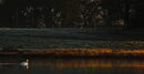 Снимка от парка Татън при изгрев слънце в Кнутсфорд, Великобритания.