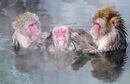 Японски макаци, известни още като снежни маймуни, се събират, за да се потопят в горещ извор в тропическата ботаническа градина Хакодате на най-северния японски остров Хокайдо.
